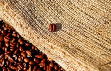 Pestovanie, zber a praženie kávy